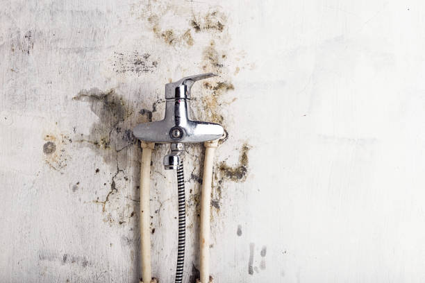Best Toxic Mold Removal  in Han, GA