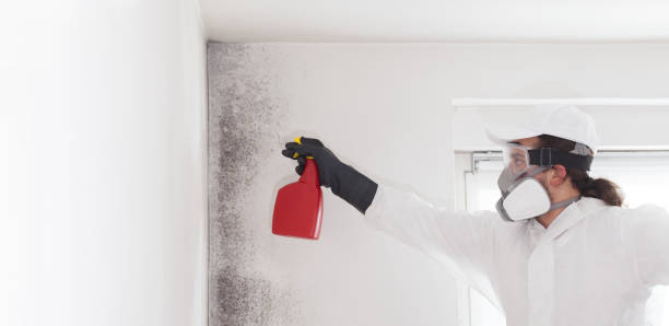 Best Home Mold Removal  in Han, GA