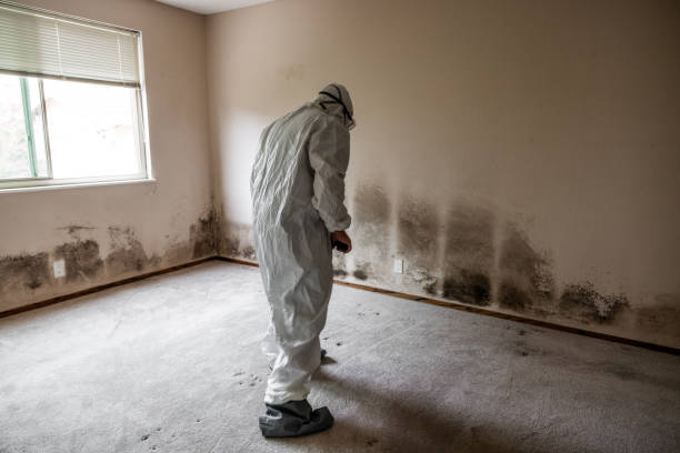Best Certified Mold Removal  in Han, GA